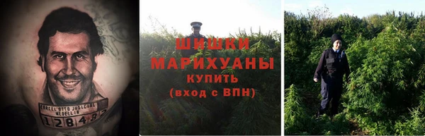 прущие грибы Алзамай