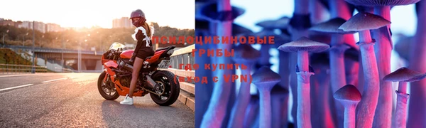 прущие грибы Алзамай